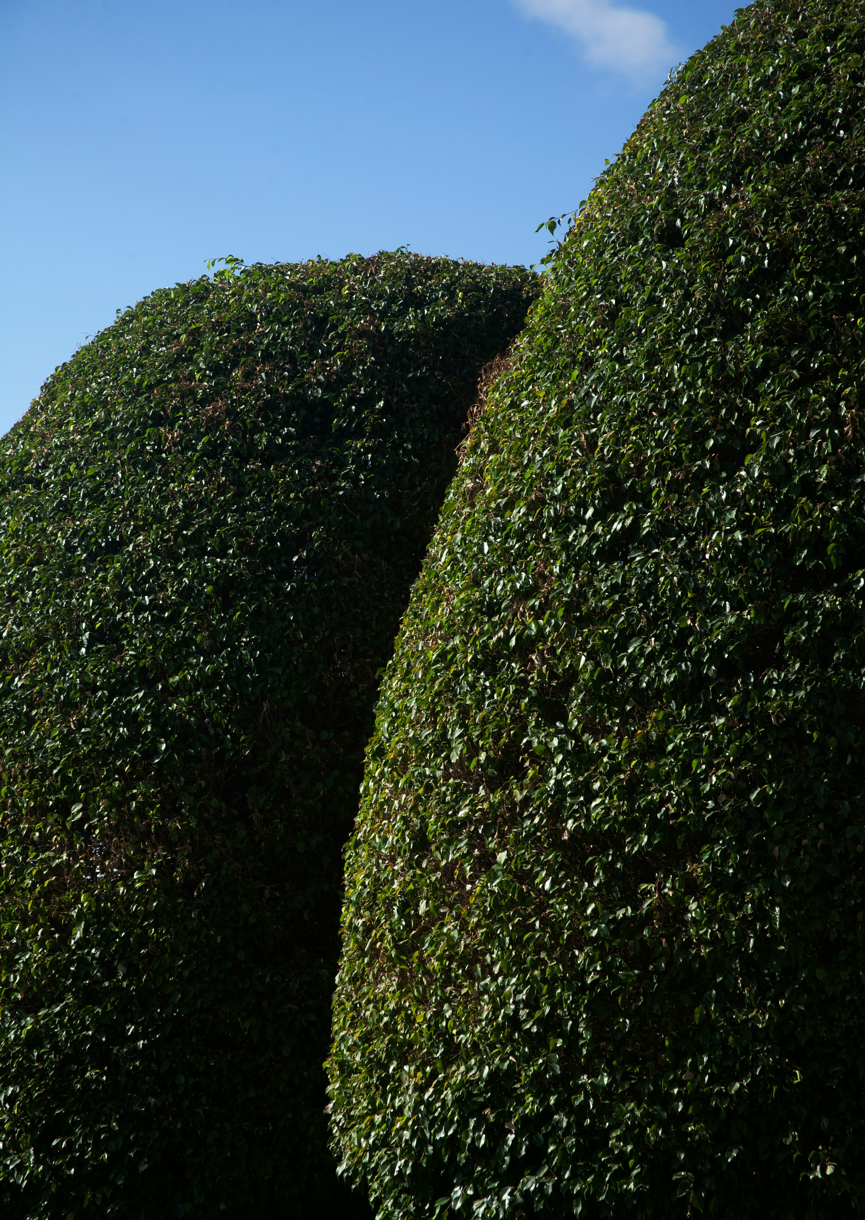 Heckenschnitt Würzburg – Hecken & Sträucher schneiden